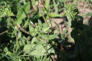 Dikenli öküz dili, Dikenli öküz dili, Picride fausse viprine - Helminthotheca echioides - Asteraceae, Astraces