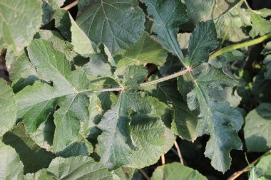 Hogweed, Berce commune, Gemeiner Barenklau, Panace comune, Canabras, Branca ursina  - Heracleum sphondylium - Apiaceae