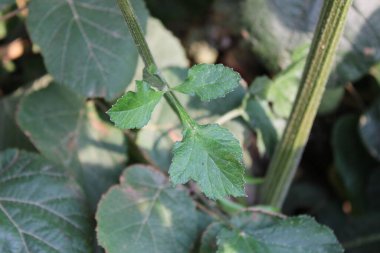 Hogweed, Berce commune, Gemeiner Barenklau, Panace comune, Canabras, Branca ursina  - Heracleum sphondylium - Apiaceae