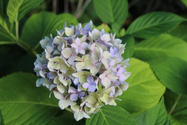 Lakap ortanca, Çin tatlı yaprağı, Bigleaf Ortancası, Hortensia grandes feuilles - Hydrangea makrophylla 'Nikko Blue' - Hydrangeaceae