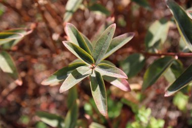 Hidcote hypericum, St John's Wort, Goldgelbes Johanneskraut, Millepertuis arbustif - Hypericum  hidcoteense - Hypericaceae