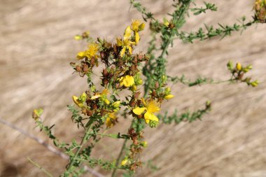 St John's wort, Millepertuis perfor, Echtes Johanniskraut, Iperico perforato - Hypericum perforatum - Hypericaceae