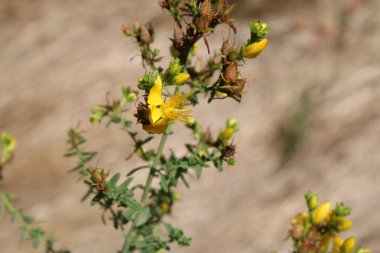St John's wort, Millepertuis perfor, Echtes Johanniskraut, Iperico perforato - Hypericum perforatum - Hypericaceae
