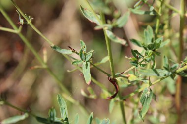 St John's wort, Millepertuis perfor, Echtes Johanniskraut, Iperico perforato - Hypericum perforatum - Hypericaceae