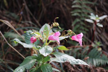 Himalaya balsam, Balsamine de l 'Himalaya, Balsamine glanduleuse, Impatiente de l' Himalaya, Impatiente glanduleuse - Impatiens glandulifera - Balsaminaceae
