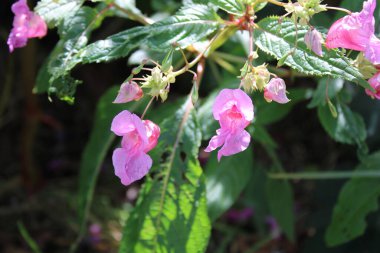 Himalaya balsam, Balsamine de l 'Himalaya, Balsamine glanduleuse, Impatiente de l' Himalaya, Impatiente glanduleuse - Impatiens glandulifera - Balsaminaceae