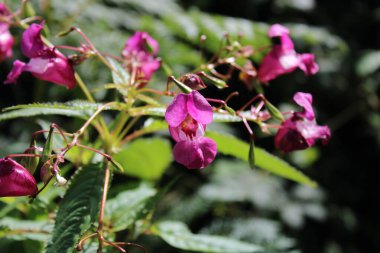 Himalaya balsam, Balsamine de l 'Himalaya, Balsamine glanduleuse, Impatiente de l' Himalaya, Impatiente glanduleuse - Impatiens glandulifera - Balsaminaceae