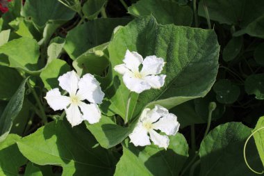 Şişe kabağı, Calabash, Calebasse, Flaschenkrbis, Zucca bottiglia, Cabaa, Porongo, Lagenaria siceraria, Cucurbitaceae