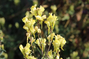 Yaygın mantar, sarı mantar, tereyağı ve yumurta, Linaire komünü - Linaria vulgaris - Plantaginaces, Plantaginaceae