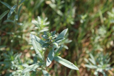 Yaygın mantar, sarı mantar, tereyağı ve yumurta, Linaire komünü - Linaria vulgaris - Plantaginaces, Plantaginaceae