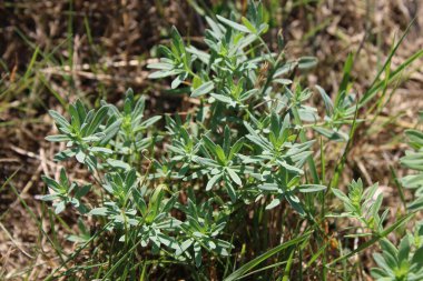 Yaygın mantar, sarı mantar, tereyağı ve yumurta, Linaire komünü - Linaria vulgaris - Plantaginaces, Plantaginaceae