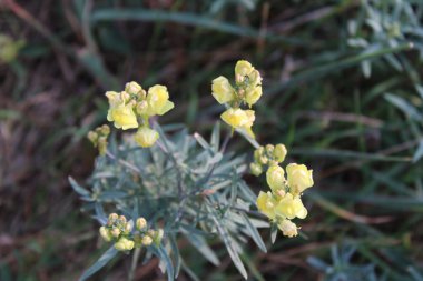 Yaygın mantar, sarı mantar, tereyağı ve yumurta, Linaire komünü - Linaria vulgaris - Plantaginaces, Plantaginaceae
