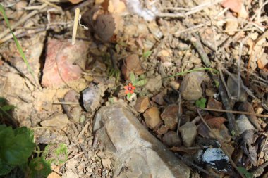 Kızıl Farekulağı, Mouron Rouge, Mouron des Şampiyonu - Lysimachia arvensis - Primulaceae
