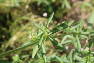 Lemon beebalm, Citroen Bergamotmint, Monarde Citron, Zitronen Monarde, Citrontemynta - Monarda citriodora - Lamiaceae