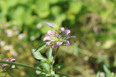 Lemon beebalm, Citroen Bergamotmint, Monarde Citron, Zitronen Monarde, Citrontemynta - Monarda citriodora - Lamiaceae