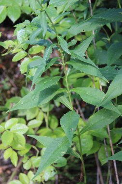 Plox, phlox des jardins, Phlox panicul - Phlox paniculata - Polemoniaceae, Polemoniaces