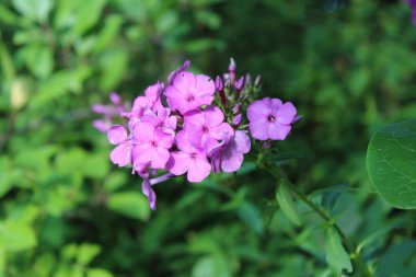 Plox, phlox des jardins, Phlox panicul - Phlox paniculata - Polemoniaceae, Polemoniaces