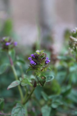 Genel iyileştirme, kahverengi bukleler, mavi bukleler, Brunelle komünü - Prunella vulgaris - Lamiaces, Lamiaceae