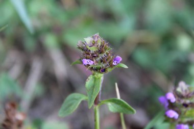 Genel iyileştirme, kahverengi bukleler, mavi bukleler, Brunelle komünü - Prunella vulgaris - Lamiaces, Lamiaceae