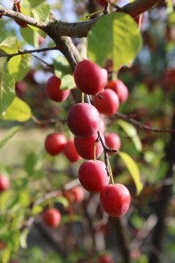 Kiraz eriği, mirobalan, erik eriği, erik eriği, erik eriği, kirpflaume, Mirabolano, Abrunheiro, Ciruelo cerezo - Prunus cerasifera - Rosaceae