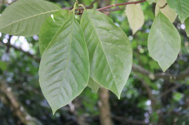 Kiraz defne, Laurier cerise, Kirschlorbeer, Lauroceraso, Loureiro cerejeira, Laurel cerezo - Prunus laurocerasus - Rosaceae