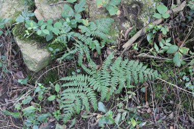 Kuzey brakken eğreltiotu, Fougre Aigle, Grande Fougre - Pteridium aquilinum - Dennstaedtiaceae