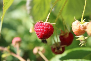 Avrupa Kızıl Ahududu, Framboisier, Himbeere, Lampone, Framboesa, Frambuesa - Rubus idaeus - Rosaceae