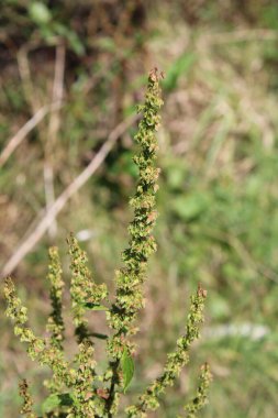 Broadleaf rıhtımı, Rumex a feuilles obtuses, Grindampfer, Romouse a Foglie lunghe, Ingua de vaca, Lengua de vaca - Rumex obtusifolius - Polygonaceae