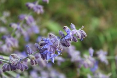 Yang 's Salvia, Russian Salie, Sauge de Yang, Perovskia feuilles d' arroche, Silberperovskie - Salvia russa, Salvia roxa, salvia rusa, Salvia yangii - Lamiaceae