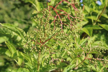Elderberry, Black older, European older, Sureau noir, Holunder, Sambuco nero, Sabugueiro, Sauco - Sambucus nigra - Adoxaceae