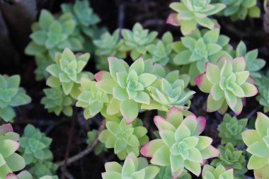 Palmer's stonecrop, Orpin de Palmer, Palmers Fetthenne, Crassula stellata - Sedum palmeri - Crassulaceae