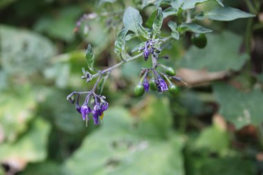 Acı tatlı itüzümü, Morelle douce amre, Bittersuess, Morella rampicante - Solanum dulcamara - Solanaceae