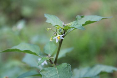 Siyah itüzümü, Morelle noire, Tomatillo del Diablo, Morella comune, Ervamoura, Schwarzer Nachtschatten - Solanum nigrum - Solanaceae