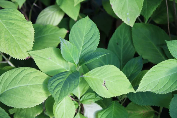 Lakap ortanca, Çin tatlı yaprağı, Bigleaf Ortancası, Hortensia grandes feuilles - Hydrangea makrophylla 'Nikko Blue' - Hydrangeaceae