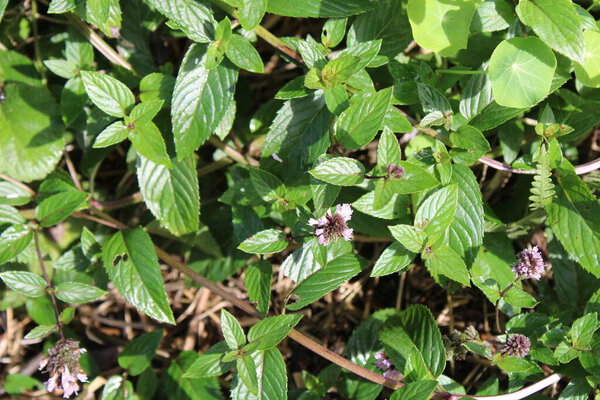 Chocolate Mint, Peppermint, Menthe poivre, Pfefferminze, Menta piperina, Hortel pimenta, Menta piperita - Mentha x piperita - Lamiaceae