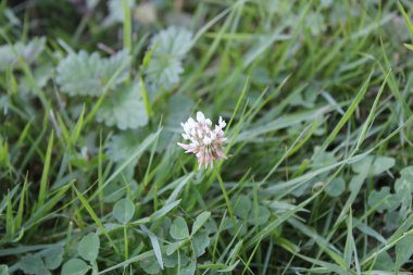 Beyaz yonca, Witte klaver, Trefle Blanc, Kriechender Klee, Trifoglio bianco, Trevo branco, Trbol blanco, Trifolium pişmanlıkları, Fabaceae