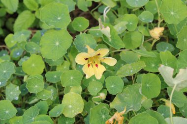Garden nasturtium, Yellow Larkspur, Grande capucine, Kapuzinerkresse, Nasturzio comune, Capuchinha, Mastuerzo - Tropaeolum majus - Tropaeolaceae