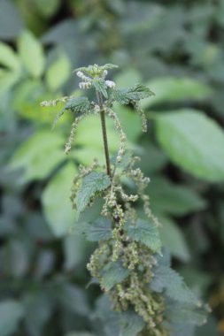 Isırgan otu, ısırgan otu, Grande Ortie, Grote Brandnetel, Nokkonen, Ortica Maggiore, Urtiga, Ortiga Belediye Başkanı - Urticaceae