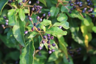 Laurestine, Sneeuwbal, Laakeriheisi, Laurier tin, Lorbeerschneeball, Dentaggine, Folhado, Durillo - Viburnum tinus - Adoxaceae