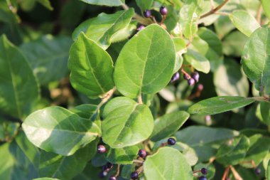 Laurestine, Sneeuwbal, Laakeriheisi, Laurier tin, Lorbeerschneeball, Dentaggine, Folhado, Durillo - Viburnum tinus - Adoxaceae