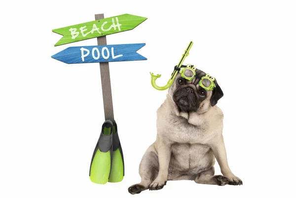 Lindo Perro Cachorro Inteligente Pug Sentado Con Gafas Snorkel Junto — Foto de Stock