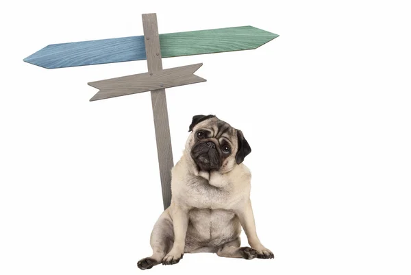 Komik şirin pug köpek yavrusu yanındaki boş tabelasını oturarak; işaretleri ile sol ve sağ, işaret olarak izole beyaz arka plan