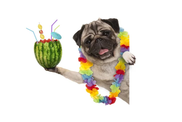 Frolic Summer Pug Dog Hawaiian Flower Garland Holding Watermelon Cocktail — Stock Photo, Image