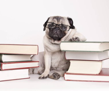 okuma gözlüğü, beyaz arka plan üzerinde kitap yığınları arasında oturarak ile akıllı akıllı pug köpek yavrusu köpek