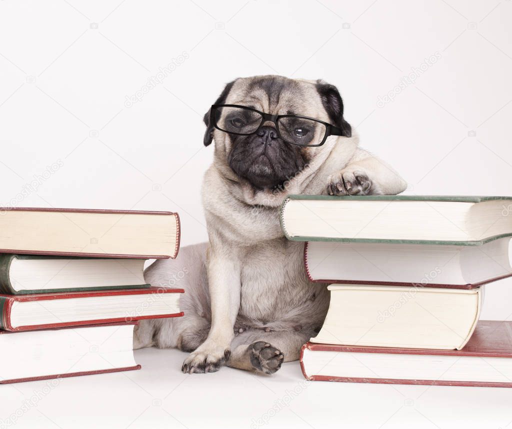 smart intelligent pug puppy dog with reading glasses, sitting down between piles of books, on white background