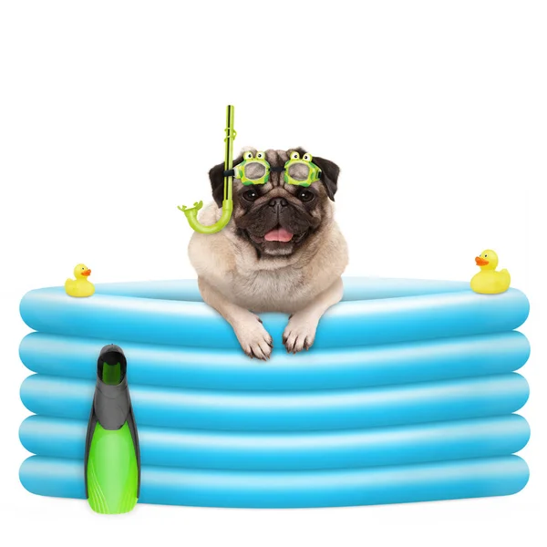 Cão Pug Feliz Verão Com Óculos Snorkel Nas Férias Piscina — Fotografia de Stock