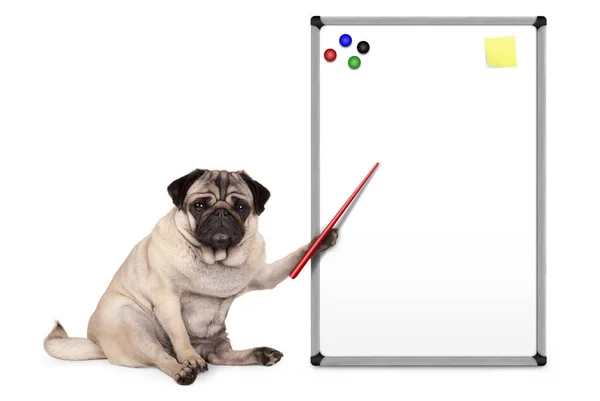 ciddi pug köpek aşağı, oturup boş boş beyaz tahta sarı notlar ve mıknatıslar, işaret beyaz arka plan üzerinde izole