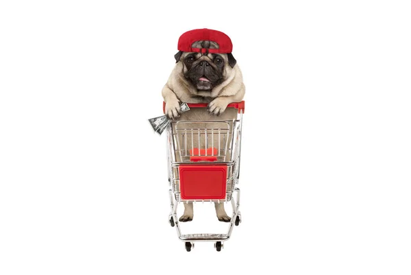 komik mutlu pug köpek yavrusu köpek para ile alışveriş sepeti eğilerek elin var. Beyaz arka plan üzerinde izole