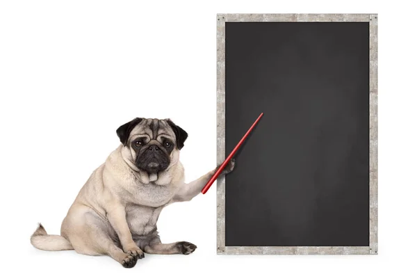 Cão Cachorro Pug Grave Sentado Lado Sinal Quadro Negro Branco — Fotografia de Stock