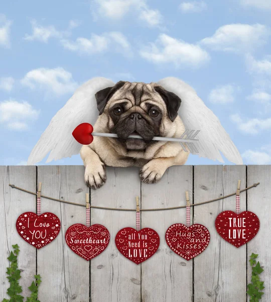 Cute Pug Puppy Dog Cupid Angel Wings Arrow Hanging Fence — Stock Photo, Image